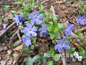 vinca minor